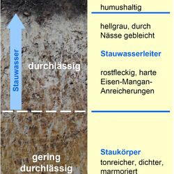 Ein Bodenprodil des Stauwasserbodens wird grafisch erläutert.