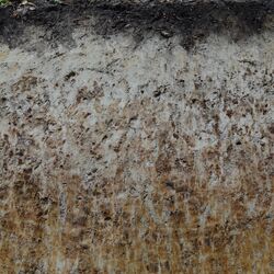 Ein Profilfoto von einem Pseudogley