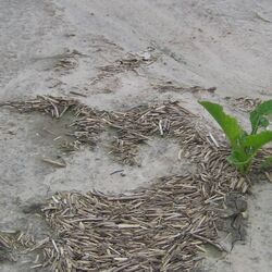 Fto von Zuckerrüben mit flächenhafter Bodenverschlämmung.