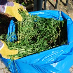 ausgerissene junge Ambrosiapflanzen werden mit Arbeitshandschuhen in einen großen blauen Müllsack entsorgt