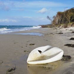kaputter weißer Gymnastikball liegt, ähnlich einem Schwan, an einem Sandstrand am Meer