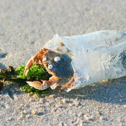 am Strand liegt eine leere, kaputte Plastikflasche, in der eine Krabbe sitzt