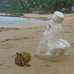 Einsiedlerkrebs und Plastikflasche an einem Strand