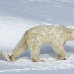 Eisbären mit Jungen