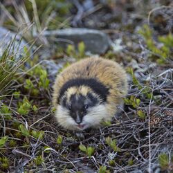 Geduckter Lemming im Gras