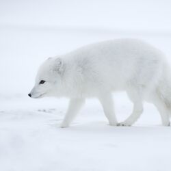 Polarfuchs auf der Jagd
