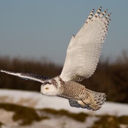 Schneeeule im Flug