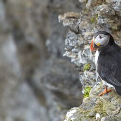 Papageientaucher auf einem Fels