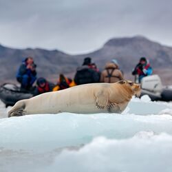 Bartrobbe als Fotomotiv für Touristen auf Spitzbergen, Norwegen