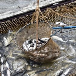 Lachsfang in der Arktis: Köcher mit gefangenen Fischen