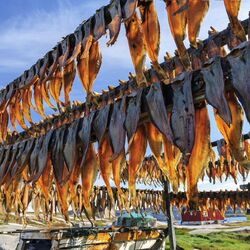 Stockfisch in der Rodebay-Siedlung auf Grönland