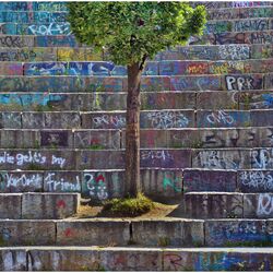 Auf einer mit Graffiti bemalten Betontreppe fehlt eine Stufe, den Platz füllt nun ein Laubbaum