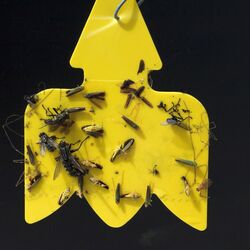 Gelbsticker mit festgeklebten Insekten
