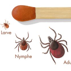 Erwachsene Zecken sind so groß wie eine Streichholzkuppe, Nymphe und Larve dagegen kleiner