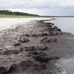 Das Foto zeigt Algenmatten am Strand von Glowe auf Rügen.