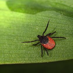 Zecke auf einem Blatt.
