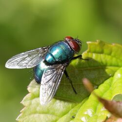 Goldfliege, grün schillernd, sitzt auf einem Blatt