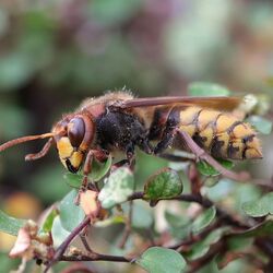 Hornisse auf einer Blume