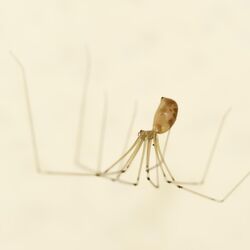 eine Spinne hängt an einer weißen Decke