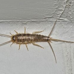 Papierfischchen sitzt auf einer weißen Wand