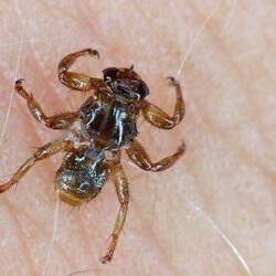 Hirschlausfliege sitzt auf menschlicher Haut