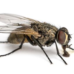 Große Stubenfliege auf weißem Untergrund