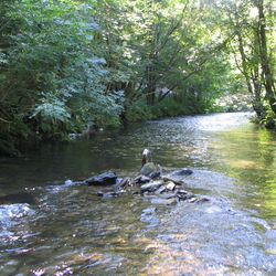 Ein breiter Bach der einer Biegung folgt mit Bäumen und  Gebüsch am Rand bei Sonnenlicht