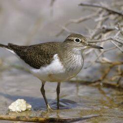 Großaufnahme eines Flussuferläufers mit weißem Bauch und braunen Flügeln,