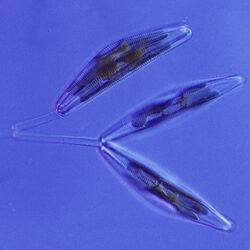 Mikroskopaufnahme einer Kieselalge mit den zwei Kalkschalen