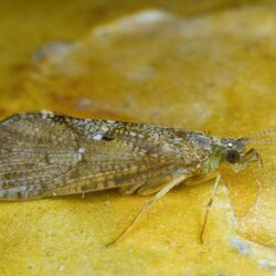 Nahaufnahme einer hellgrauen Köcherfliege, die auf einem gelben Stein sitzt