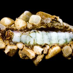 Die Puppe einer Köcherfliegenlarve, die mit kleinen Steinchen beklebt ist