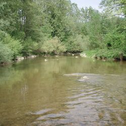 Sehr breiter und sehr ruhiger Fluss mit hohen, grünen Bäumen am Ufer.