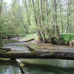 Breiter Fluss, in dem moosbewachsene Baumstämme liegen.