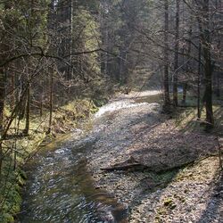 Kleiner Flusslauf, mit vielen Kieseln am und im Flussbett, der in einem Nadel- Laubwald fließt.