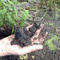 Eine Hand hält matschige Erde hoch.