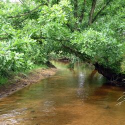 Kleiner Fluss mit klarem Wasser. Der Flussgrund ist schlammig und die Bäume am Ufer wachsen über den Fluss.