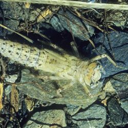 Die weiße Larve einer Libellenart, die auf schwarzen Steinen sitzt