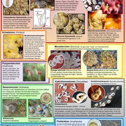 Bewuchsformen im Salzwasser