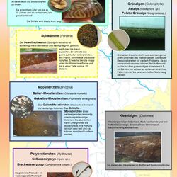 Bewuchsformen im Süßwasser