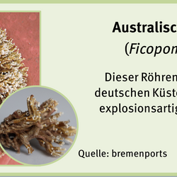 Bewuchsatlas: Kalkröhrenwurm