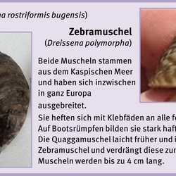 Bewuchsatlas: Muscheln Brackwasser