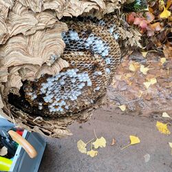 Asiatische Hornisse: Nesttilgung