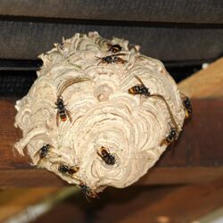 Asiatische Hornisse: Primärnest