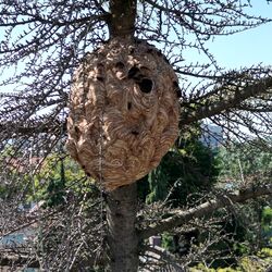 Ein Nest der asiatischen Hornisse