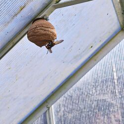 Eine Hornisse und ein Nest