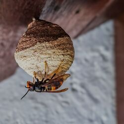 Asiatische Hornisse: Primärnest mit Königin