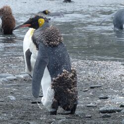 Ein Jungtier und ein ausgewachsener Königspinguine in der Subantarktis