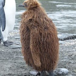 Königspinguin, Jungtier im braunen Jugendkleid