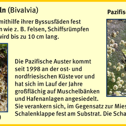 Bewuchsatlas: Muscheln Salzwasser