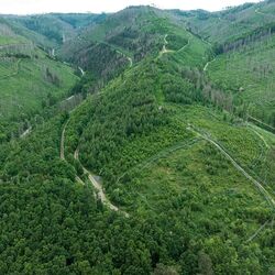 Ein grüner, bewaldeter Hügel ist aus der Vogelperspektive zu sehen.
